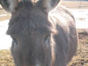 aggiecloseup2007.jpg