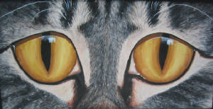 eyesofthetabby.jpg