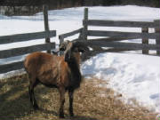ram2007.jpg