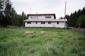 house2005wsheep.jpg