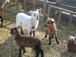 lambs2007.jpg