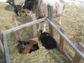 patsyand2007lambs.jpg