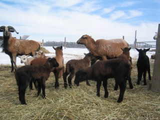 ramand2007lambs.jpg