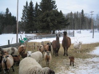 sheepandllamasmarch2007.jpg