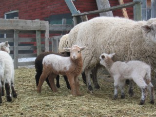 speckleand2007lambs.jpg
